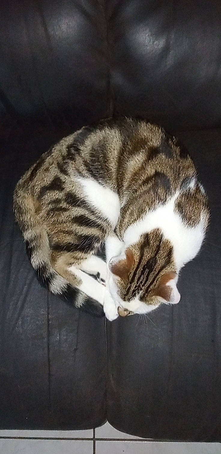 Stitch a rejoint le concours — aidez-le/la à gagner de superbes lots ! carnivore, cat, domestic_short_haired_cat, eye, fawn, felidae, fur, grass, nap, paw, sleep, small_to_medium_sized_cats, snout, tail, terrestrial_animal, tree, vertebrate, whiskers, wildlife, wood