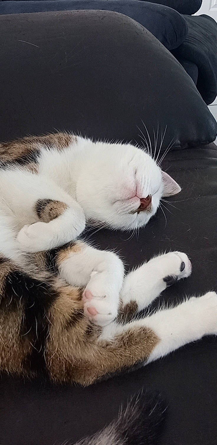 Stitch participe au concours pour gagner de l'argent avec cette photo : carnivore, cat, claw, comfort, domestic_short_haired_cat, felidae, fur, monochrome, monochrome_photography, nap, paw, small_to_medium_sized_cats, snout, tail, vertebrate, whiskers