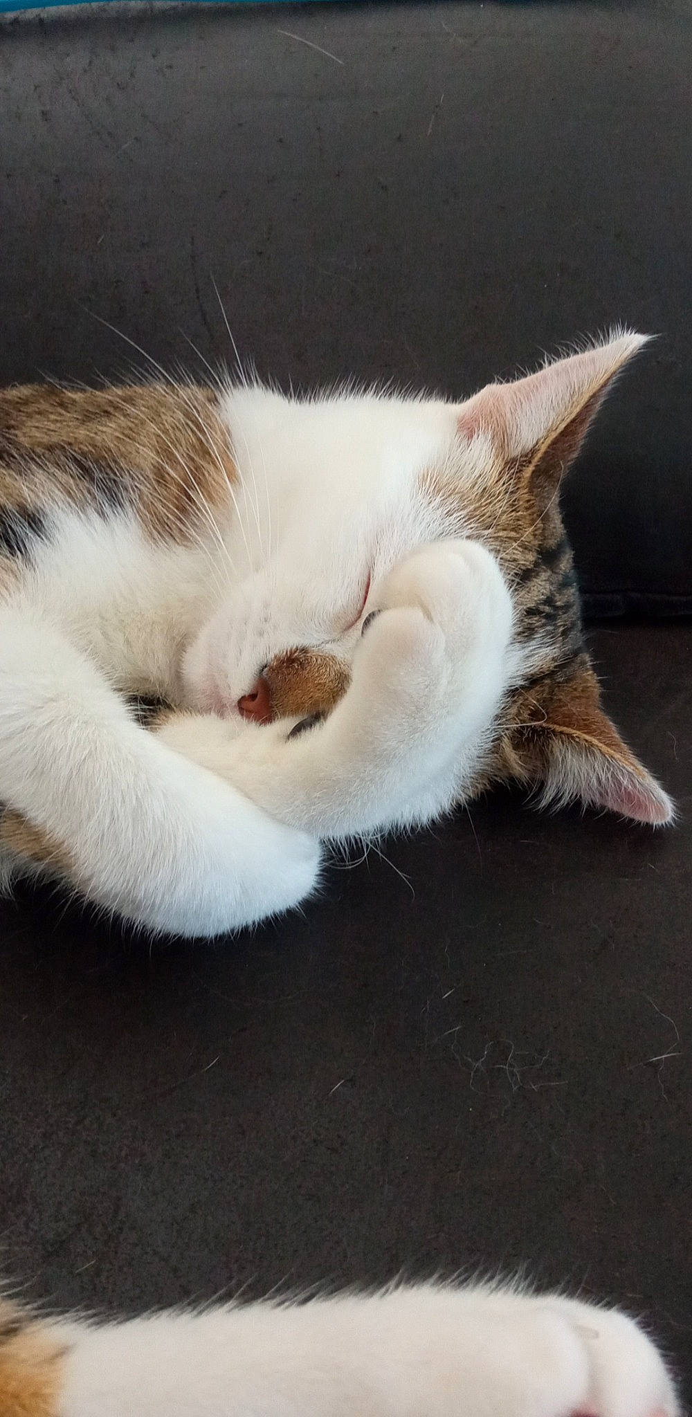Stitch participe au concours pour gagner de l'argent avec cette photo : carnivore, cat, claw, comfort, domestic_short_haired_cat, fawn, felidae, foot, fur, leg, nap, paw, sleep, small_to_medium_sized_cats, snout, tail, terrestrial_animal, whiskers, wood