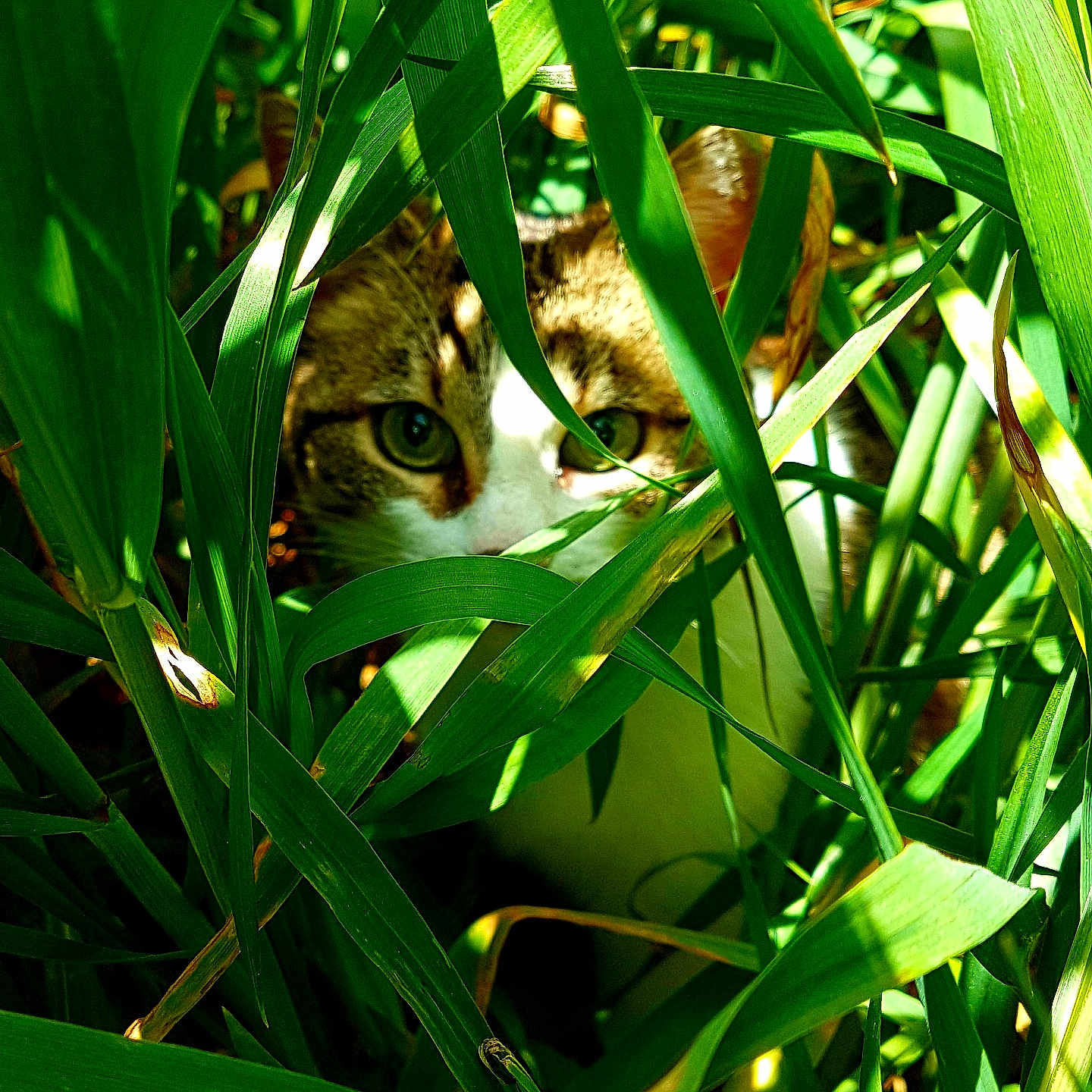 Praline a rejoint le concours — aidez-le/la à gagner de superbes lots ! abyssinian, animal, cat, countryside, field, grass, grassland, green, herbal, herbs, kitten, lawn, leaf, manx, nature, outdoors, pet, plant, reed, vegetation