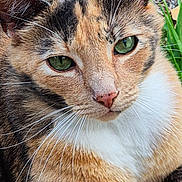 Elle is registered to the contest to win money with this photo: adorable, alert, animal, calico_cat, cat, close_up, cute, domestic_cat, face, feline, fur, grass, green_eyes, leaves, mammal, nature, outdoor, pet, portrait, whiskers
