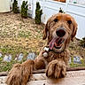 Buddy is registered to the contest to win money with this photo: dog, golden_retriever, tongue_out, paws, window_sill, backyard, fence, happy, pet, canine, animal, fur, outdoor, playful, close_up, smiling, collar, garden, tree, daylight