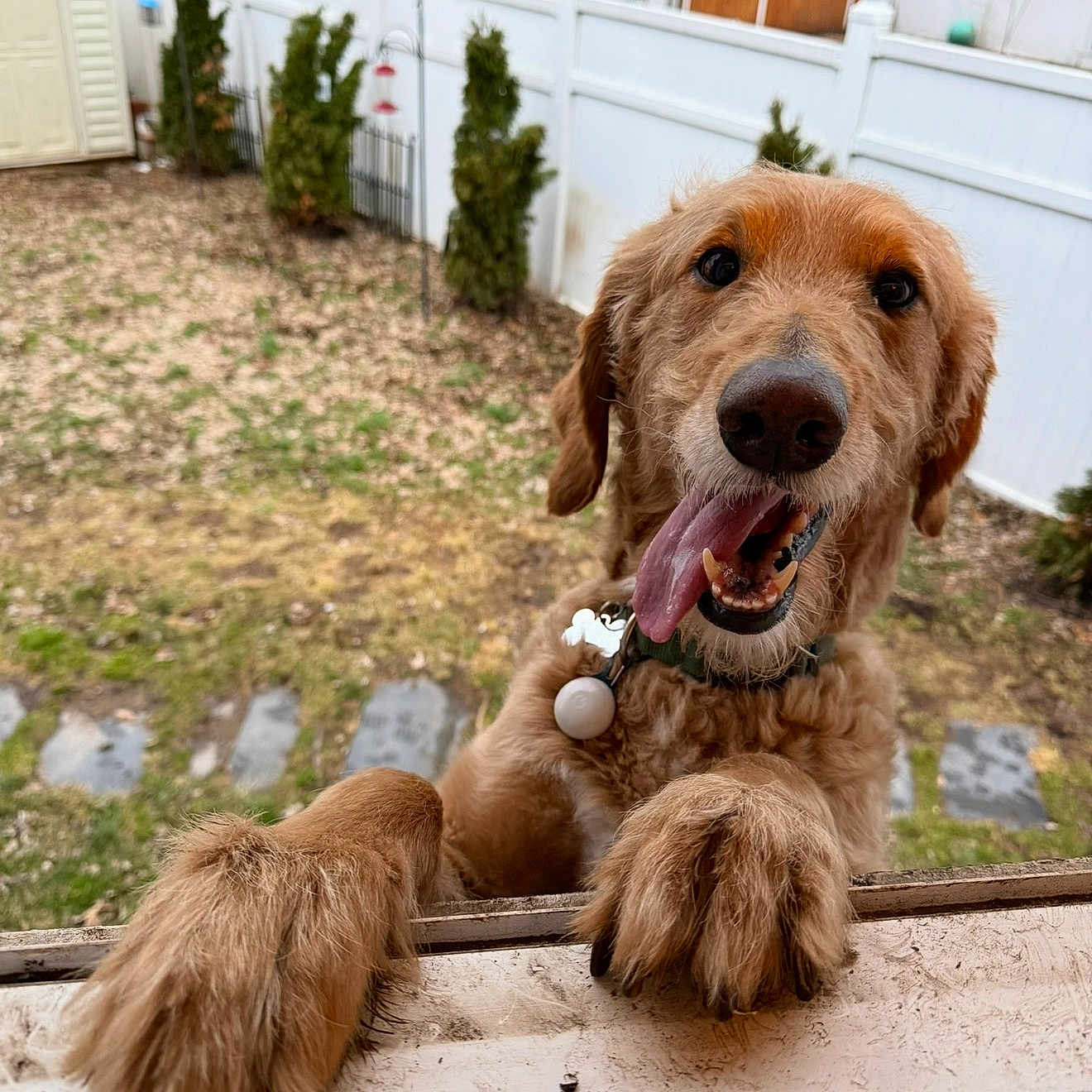 Buddy
