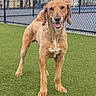 Buddy joined the competition — help win amazing prizes! dog, golden_dog, standing, artificial_grass, fence, chain_link_fence, outdoor, urban, happy, pet, canine, tongue_out, daylight, play_area, smiling, animal, grass, cute, friendly, park