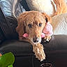 dog, golden_retriever, plush_toy, couch, leather, indoor, pet, animal, paws, face, fur, eyes, nose, relaxed, home, cozy, brown, plant, cushion, resting