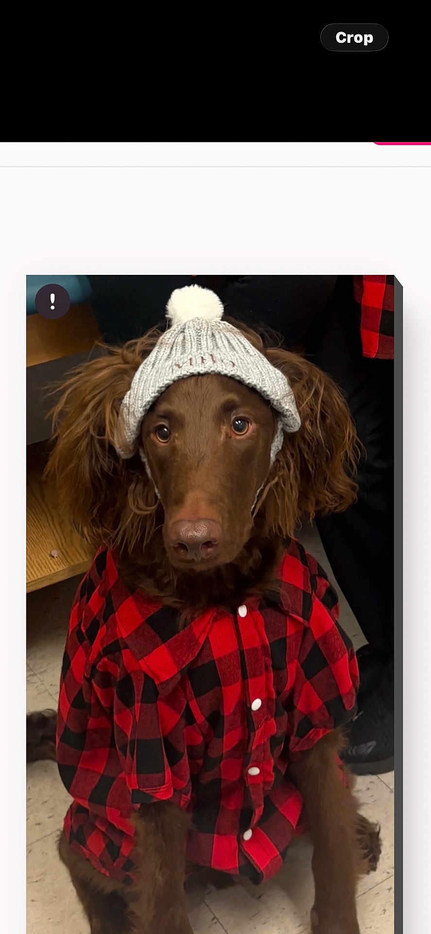 Milo Ramos is registered to the contest to win money with this photo: animal, brown_dog, checkered_shirt, cute, dog, ears, eyes, floor, fur, indoor, knit_hat, long_hair, nose, pet_clothing, pom_pom, portrait, red_and_black_shirt, sitting, winter_wear, wooden_table