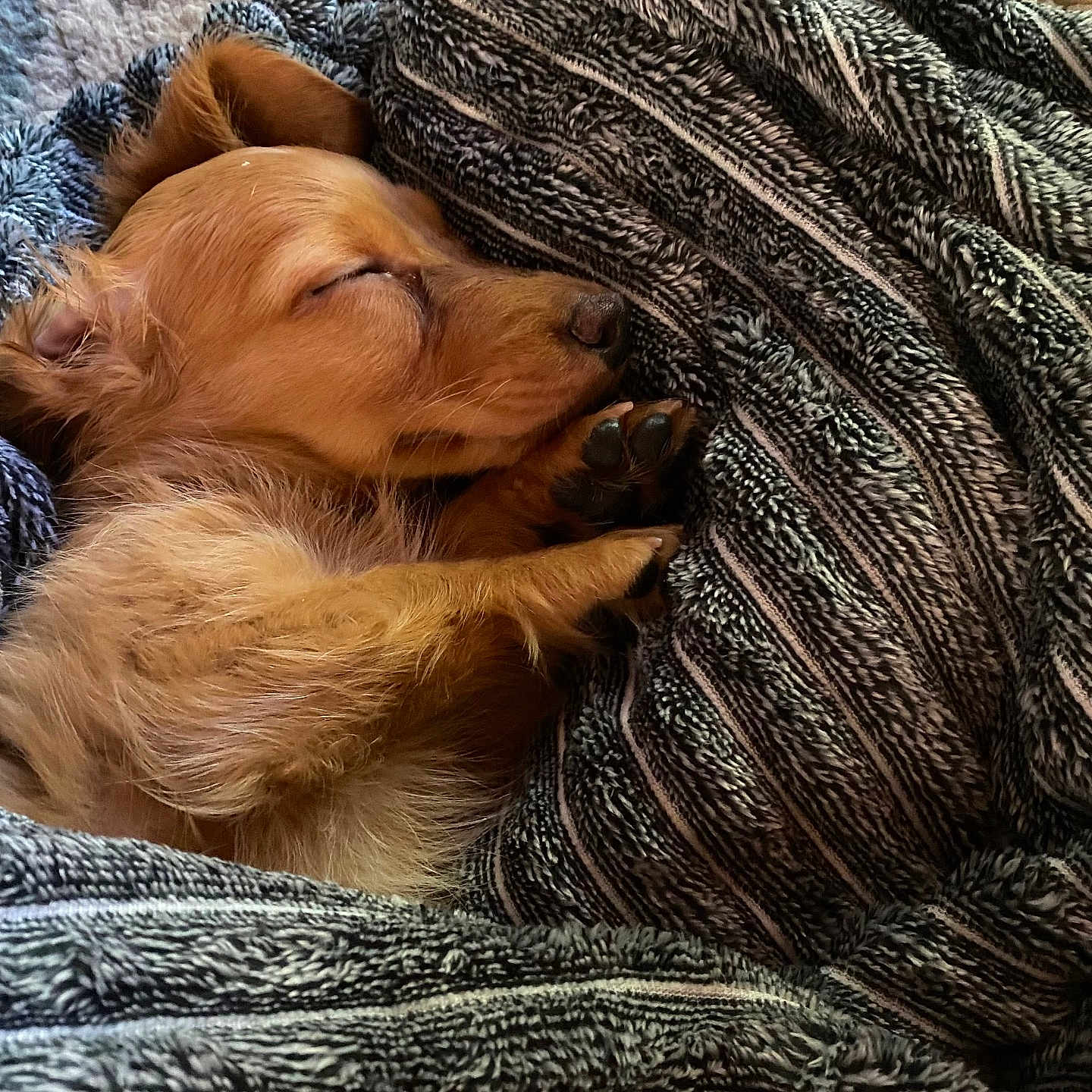 Louie is registered to the contest to win money with this photo: animal, blanket, closeup, comfort, cozy, cute, dog, fur, furry, indoor, nap, paw, pet, puppy, relaxation, resting, sleeping, snuggled, striped_blanket, warm