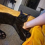 animal, ankle, bed, bedroom, blackcat, blanket, bodypart, cat, chair, couch, cushion, furniture, homedecor, indoors, interiordesign, manx, person, pet, room, wood