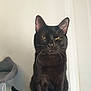 Bagherra a rejoint le concours — aidez-le/la à gagner de superbes lots ! abyssinian, animal, blackcat, cat, kitten, manx, pet