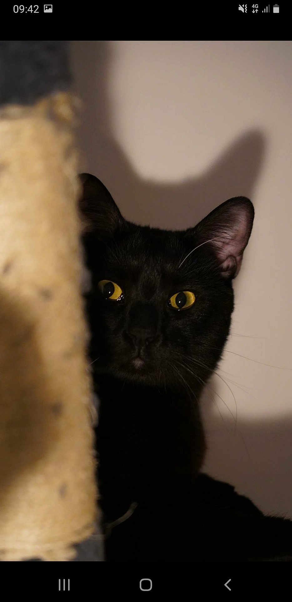 Bagherra a rejoint le concours — aidez-le/la à gagner de superbes lots ! abyssinian, animal, blackcat, cat, kitten, manx, pet