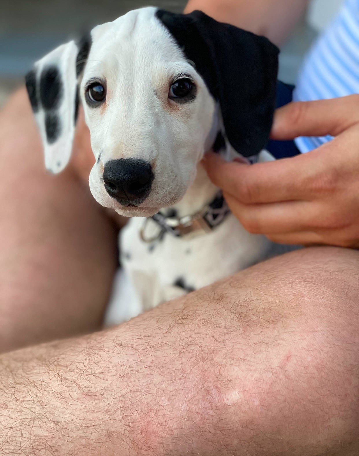 Rustine a rejoint le concours — aidez-le/la à gagner de superbes lots ! canidae, carnivore, collar, companion_dog, dog, dog_breed, dog_collar, fawn, finger, flesh, human, joint, nail, skin, snout, sporting_group, thumb, working_animal, working_dog, wrist