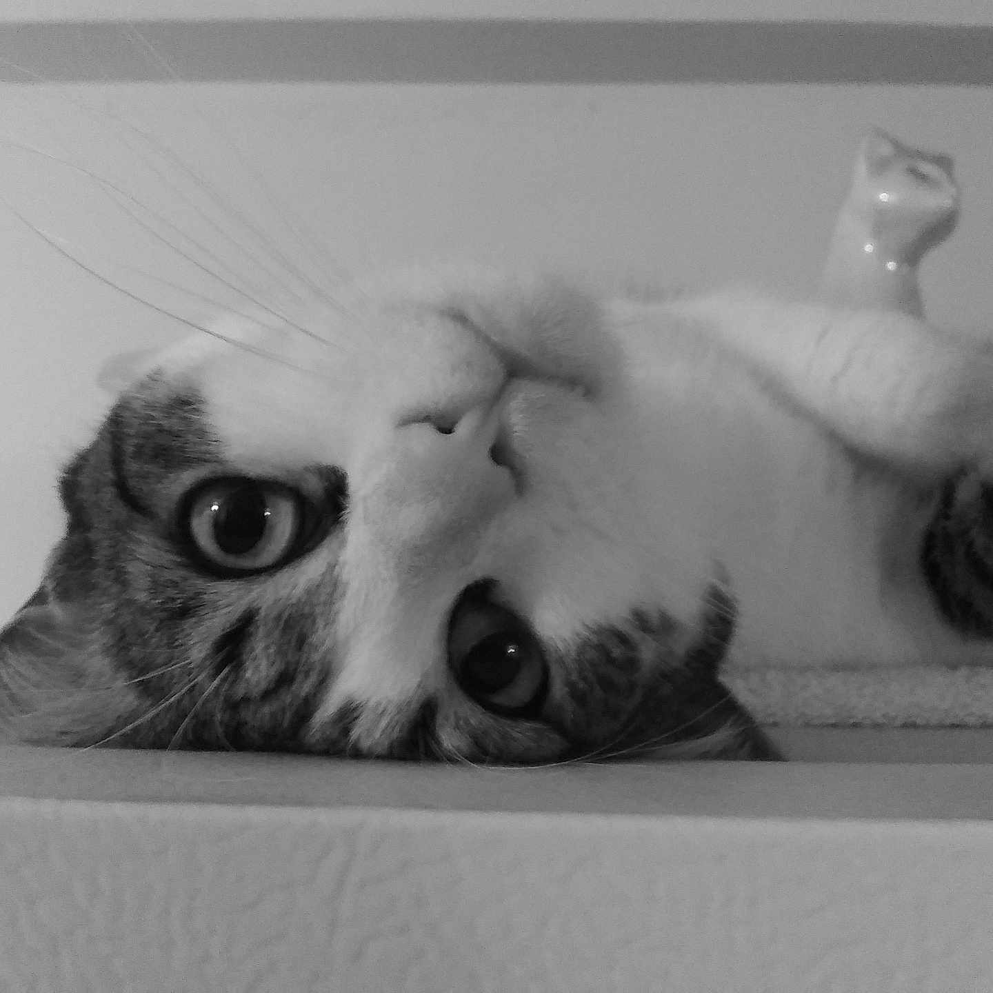 Henry joined the competition — help win amazing prizes! abyssinian, animal, bodypart, cat, closet, cupboard, finger, furniture, glass, hand, kitten, manx, mouth, person, pet, pottery, shelf, siamese