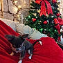 Aston participe au concours pour gagner de l'argent avec cette photo : puppy, dog, christmas_tree, red_bow, christmas_decoration, fairy_lights, blanket, couch, stone_wall, indoor, festive, holiday, small_dog, fur, tail, cute, pet, decorations, cozy, home