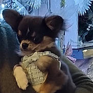 Aston participe au concours pour gagner de l'argent avec cette photo : dog, puppy, small_dog, clothing, bow, person, hand, lights, decorations, holiday, festive, background, indoors, cute, pet, furry, cozy, warm, holding, winter