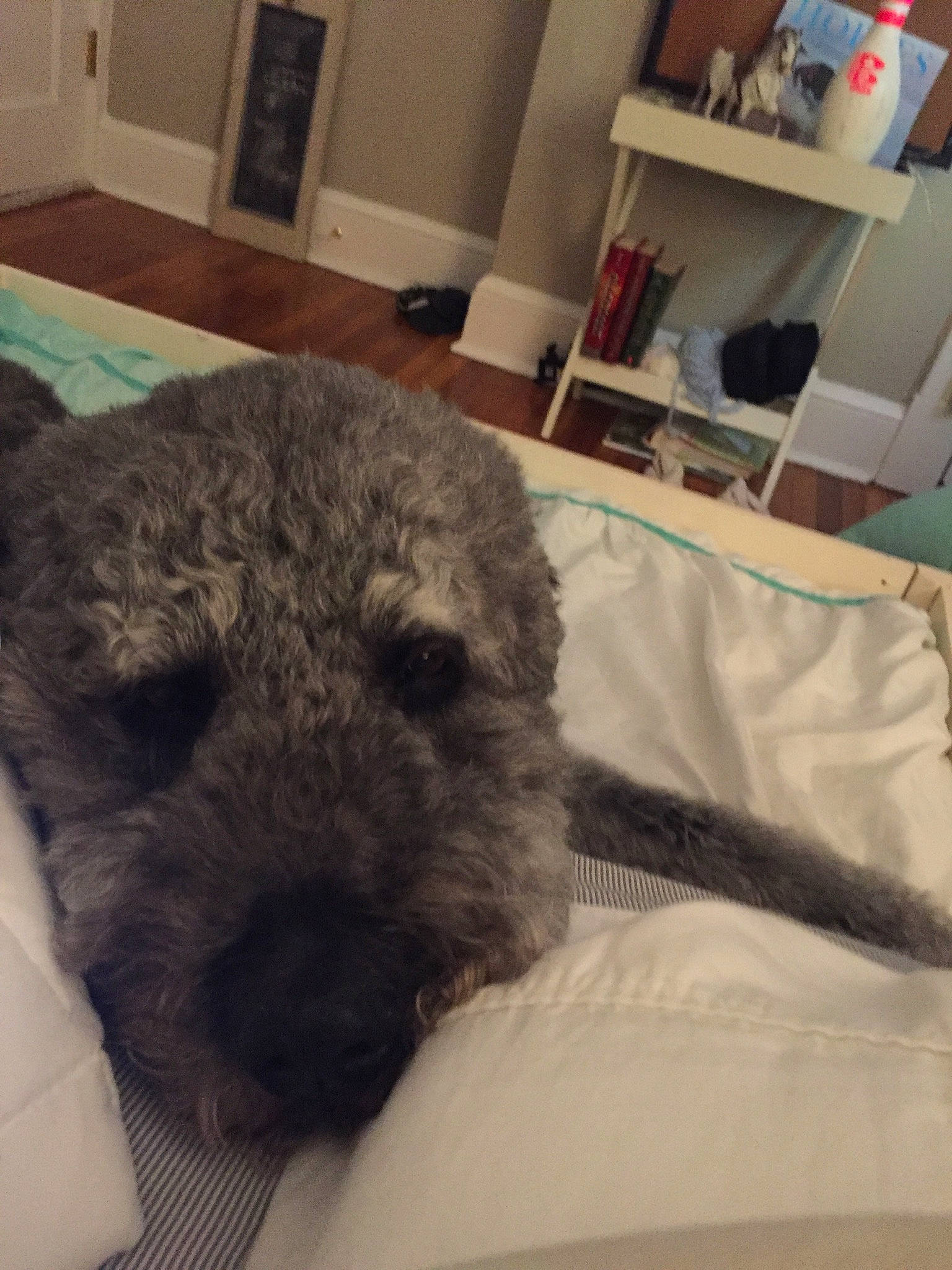 Teddy joined the competition — help win amazing prizes! canidae, carnivore, chair, comfort, companion_dog, dog, dog_breed, fawn, fur, selfie, shelf, snout, sporting_group, tableware, terrestrial_animal, terrier, toy, whiskers, wombat, working_animal