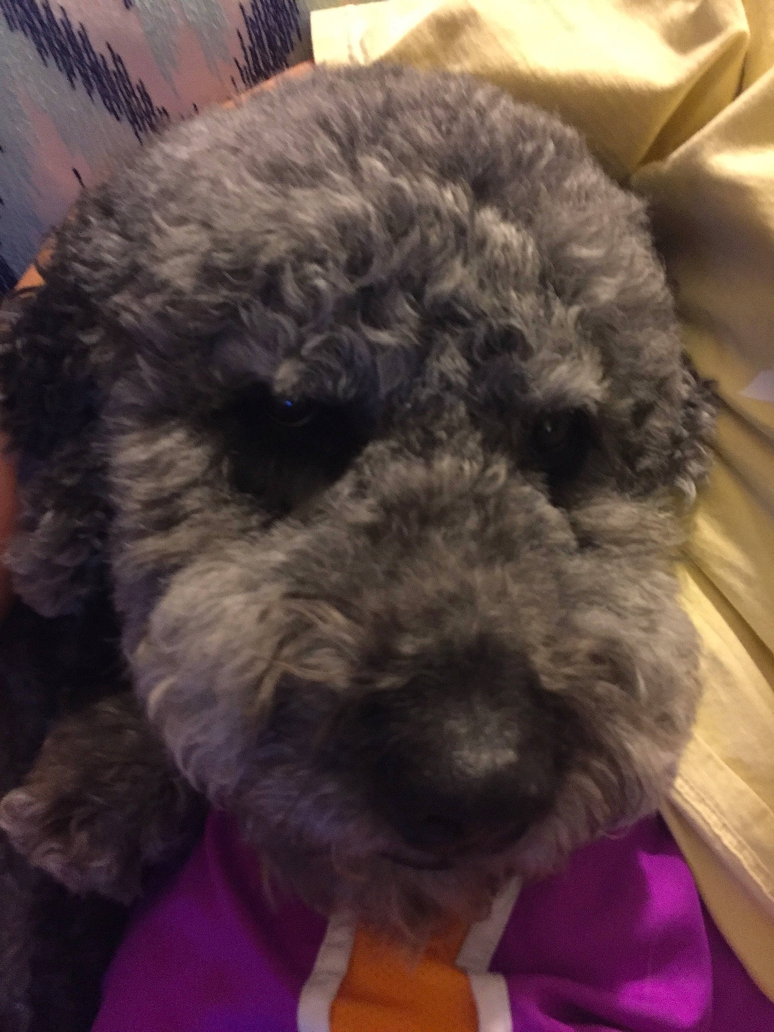 Teddy joined the competition — help win amazing prizes! canidae, carnivore, companion_dog, dog, dog_breed, fur, meteorological_phenomenon, non_sporting_group, pet_supply, selfie, snout, sporting_group, terrestrial_animal, terrier, toy, toy_dog, working_animal