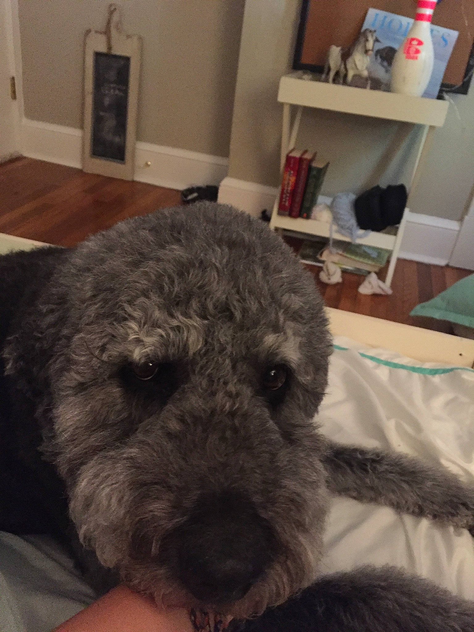 Teddy joined the competition — help win amazing prizes! canidae, carnivore, companion_dog, dog, dog_breed, fur, puppy, shelf, shelving, small_terrier, snout, sporting_group, terrestrial_animal, terrier, toy, toy_dog, wall_plate, whiskers, working_animal, working_terrier