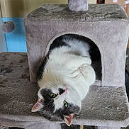 Pewter joined the competition — help win amazing prizes! cat, black_and_white, pet, feline, green_eyes, whiskers, ears, fur, lying_down, upside_down, relaxed, playful, cute, cat_tree, scratching_post, animal_portrait, indoors, home, carpet, cozy