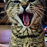 Trixie Gurl is registered to the contest to win money with this photo: animal, cat, close_up, colorful_background, cute, ears, face, funny, fur, indoor, kitten, open_mouth, pet, photography, portrait, sitting, striped_fur, tabby, whiskers, yawning