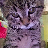 Trixie Gurl is registered to the contest to win money with this photo: alert, animal, cat, chest, close_up, cute, ears, eyes, feline, fur, indoors, kitten, nose, paws, pet, portrait, sitting, striped, tabby, whiskers