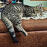 Trixie Gurl is registered to the contest to win money with this photo: animal, brown, cat, closed_eyes, couch, feline, furniture, gray, home, indoor, lace_runner, paws, pet, relaxed, sleeping, sofa, striped_fur, tabby_cat, tail, whiskers