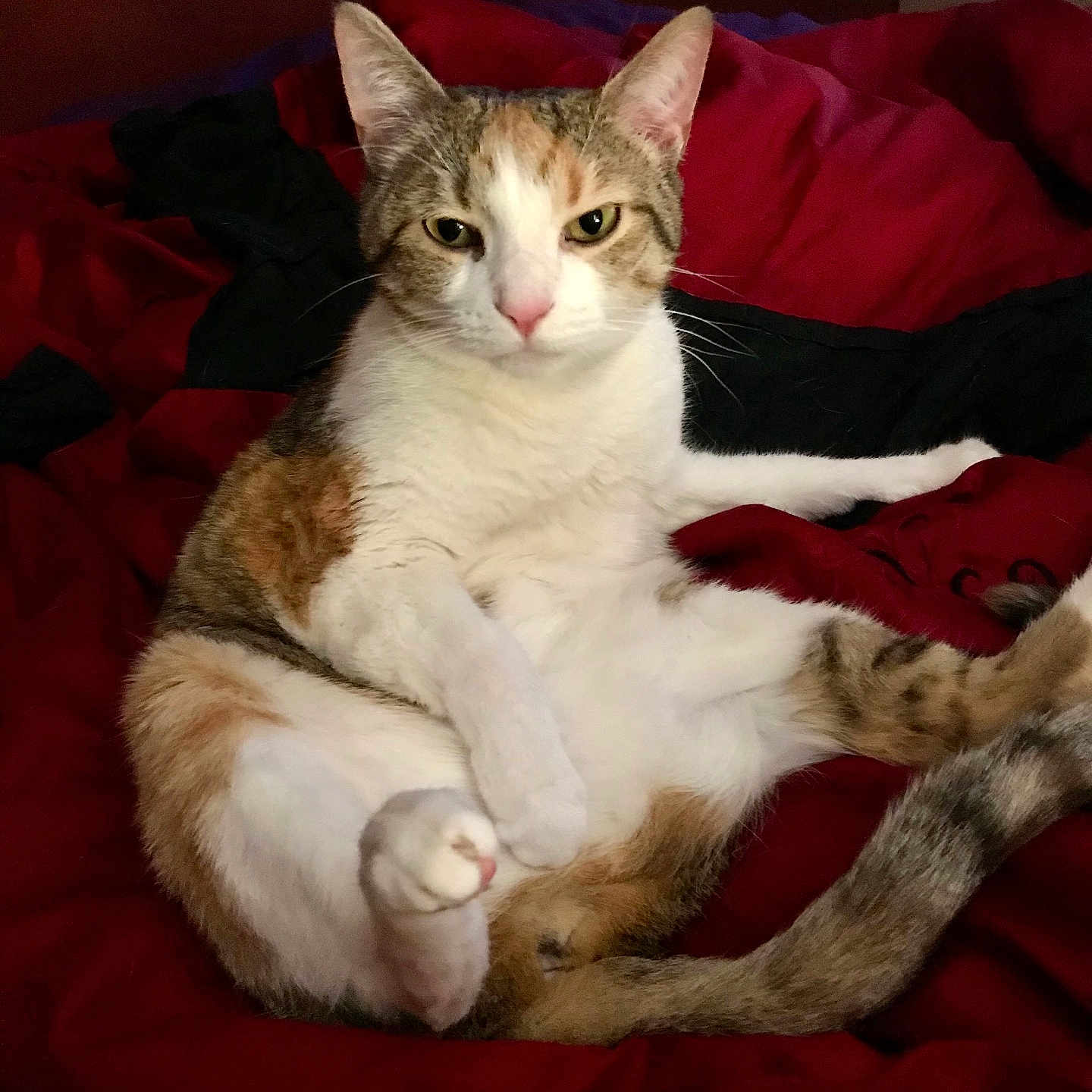 Mazie joined the competition — help win amazing prizes! abyssinian, animal, architecture, bed, bedroom, blanket, building, cat, couch, cushion, furniture, homedecor, indoors, kitten, manx, person, pet, quilt, room, sleeping