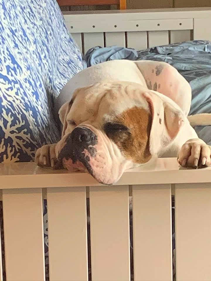 Gunner is registered to the contest to win money with this photo: australian_bulldog, bulldog, canidae, carnivore, collar, comfort, companion_dog, dog, dog_breed, dog_collar, fawn, fence, flooring, snout, sporting_group, toy_dog, white_english_bulldog, working_animal, working_dog, wrinkle