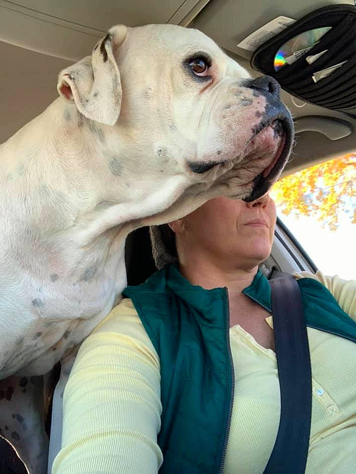 Gunner is registered to the contest to win money with this photo: ancient_dog_breeds, canidae, carnivore, collar, companion_dog, dog, dog_breed, dog_collar, electric_blue, fawn, fur, guard_dog, molosser, non_sporting_group, snout, sporting_group, whiskers, working_animal, working_dog, wrinkle