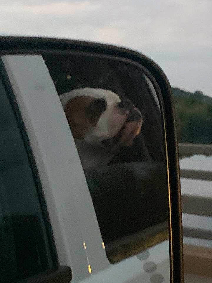 Gunner joined the competition — help win amazing prizes! automotive_design, automotive_exterior, automotive_lighting, automotive_mirror, automotive_tire, automotive_wheel_system, car, carnivore, cloud, dog, fender, hood, motor_vehicle, rear_view_mirror, sky, vehicle, vehicle_door, water, window, windscreen_wiper