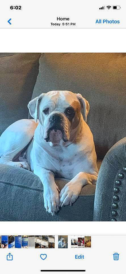 Gunner joined the competition — help win amazing prizes! ancient_dog_breeds, bored, boxer, bulldog, carnivore, comfort, companion_dog, dog, dog_breed, fawn, molosser, non_sporting_group, snout, sporting_group, window, working_animal, working_dog, wrinkle