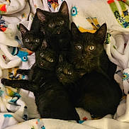 Oliver is registered to the contest to win money with this photo: animal, black_kittens, blanket, cat, close_up, cute, ears, eyes, fur, furry, group, indoor, kitten, patterned_blanket, pets, resting, sleepy, snuggling, whiskers, young