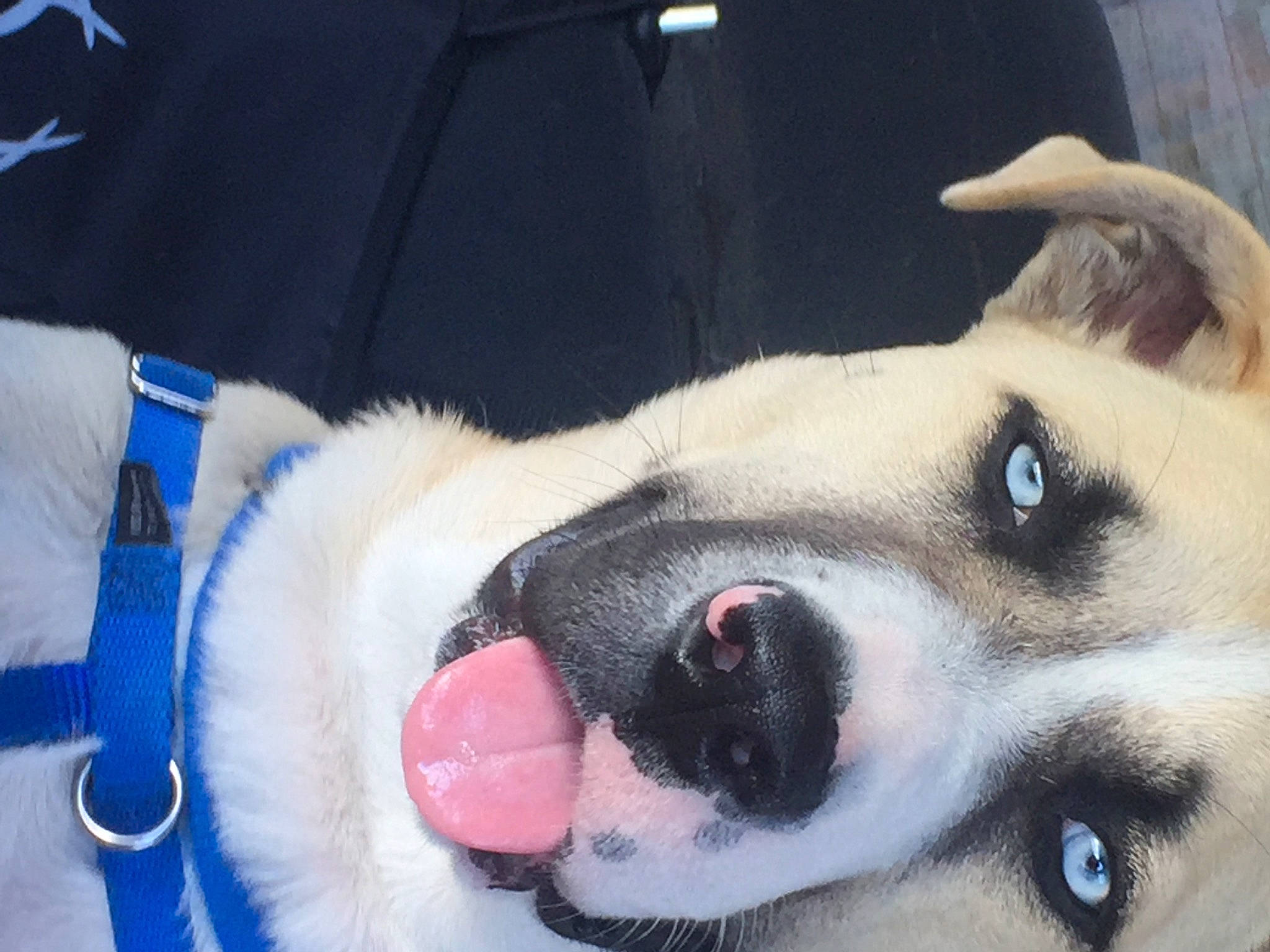 Odie joined the competition — help win amazing prizes! canidae, carnivore, collar, companion_dog, dog, dog_breed, dog_collar, dog_supply, ear, eyelash, fawn, fur, jaw, non_sporting_group, paw, pet_supply, snout, sporting_group, whiskers, working_animal