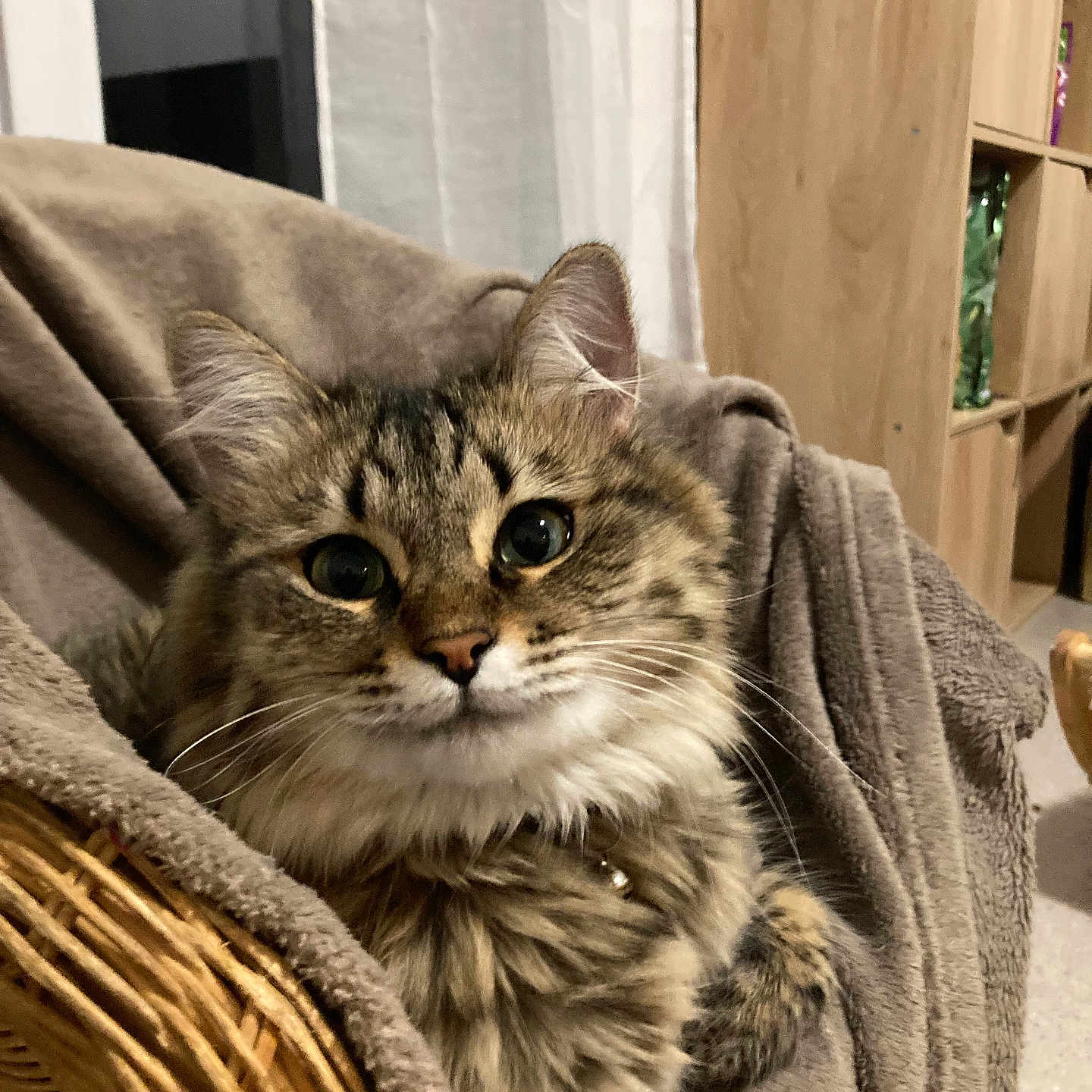 Mia a rejoint le concours — aidez-le/la à gagner de superbes lots ! abyssinian, animal, basket, blanket, cat, chair, couch, furniture, hardwood, homedecor, indoors, interiordesign, kitten, linen, manx, pet, plywood, shelf, towel, wood