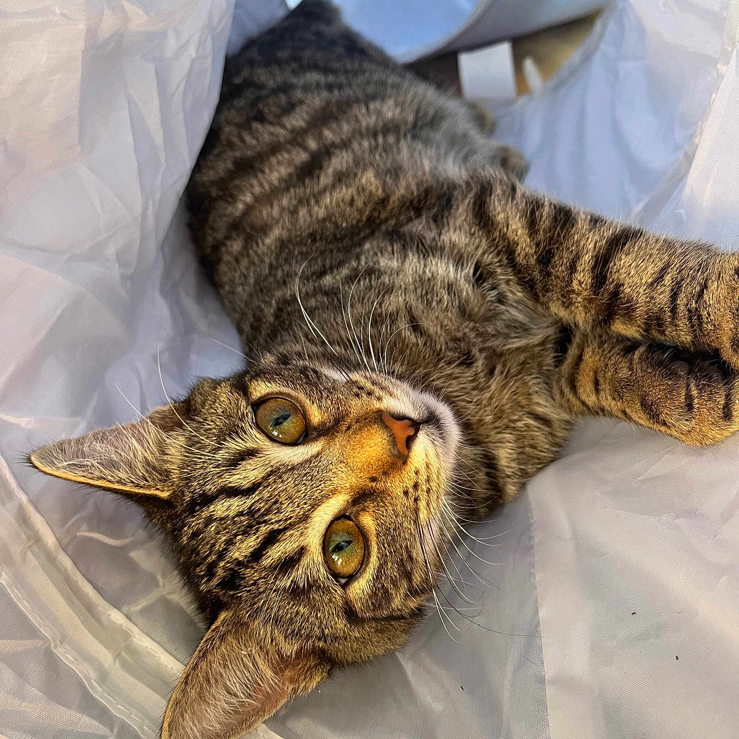 Dobby participe au concours pour gagner de l'argent avec cette photo : abyssinian, animal, bed, blanket, cat, couch, cushion, egyptiancat, furniture, hardwood, homedecor, kitten, manx, ocelot, person, pet, sleeping, wood