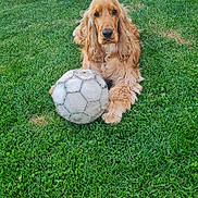 Milo participe au concours pour gagner de l'argent avec cette photo : animal, brown, canine, cute, dog, domestic, fur, garden, golden_retriever, grass, lawn, nature, outdoor, paw, pet, playing, relaxed, soccer_ball, sport, summer