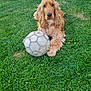 animal, brown, canine, cute, dog, domestic, fur, garden, golden_retriever, grass, lawn, nature, outdoor, paw, pet, playing, relaxed, soccer_ball, sport, summer