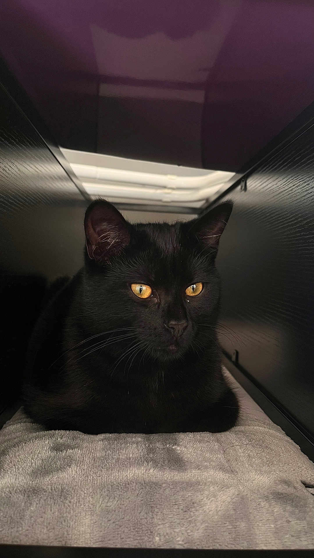 Lou a rejoint le concours — aidez-le/la à gagner de superbes lots ! black_cat, cat, pet, animal, feline, indoor, towel, resting, yellow_eyes, close_up, cozy, soft_light, fur, whiskers, portrait, relaxed, dark_background, enclosed_space, domestic_cat, cute
