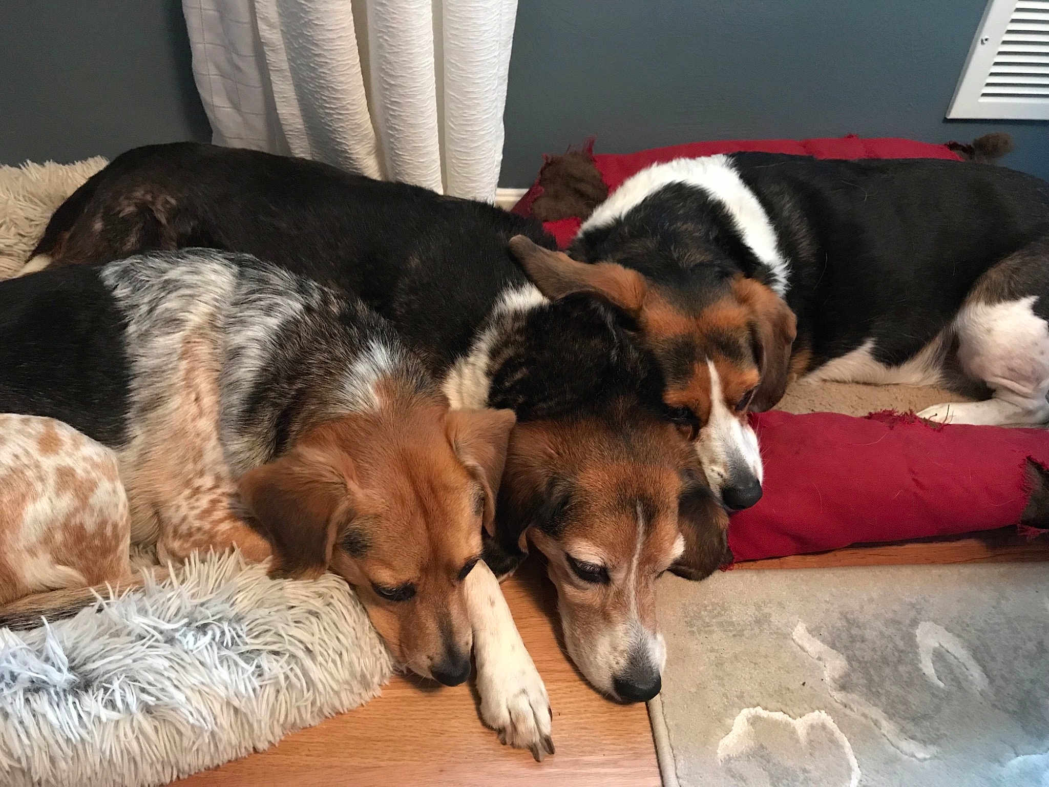 Ruby Maddy Katie