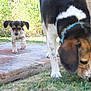 Ruby Maddy Katie joined the competition — help win amazing prizes! american_foxhound, basset_artesien_normand, beagle, beagle_harrier, companion_dog, dog, dog_breed, dog_breed_group, dog_like_mammal, english_foxhound, estonian_hound, finnish_hound, grand_anglo_francais_tricolore, grass, hamiltonstovare, harrier, hound, pocket_beagle, snout, treeing_walker_coonhound