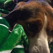 Ruby Maddy Katie is registered to the contest to win money with this photo: american_foxhound, beagle, dog, dog_breed, dog_breed_group, dog_like_mammal, english_foxhound, estonian_hound, finnish_hound, fur, harrier, hound, pocket_beagle, puppy, snout, treeing_walker_coonhound, whiskers