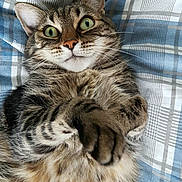 Sardine a rejoint le concours — aidez-le/la à gagner de superbes lots ! cat, tabby, pet, animal, feline, whiskers, ears, paws, fur, green_eyes, bed, blanket, striped, cute, domestic_animal, close_up, lying_down, indoor, relaxed, playful