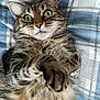 cat, tabby, pet, animal, feline, whiskers, ears, paws, fur, green_eyes, bed, blanket, striped, cute, domestic_animal, close_up, lying_down, indoor, relaxed, playful