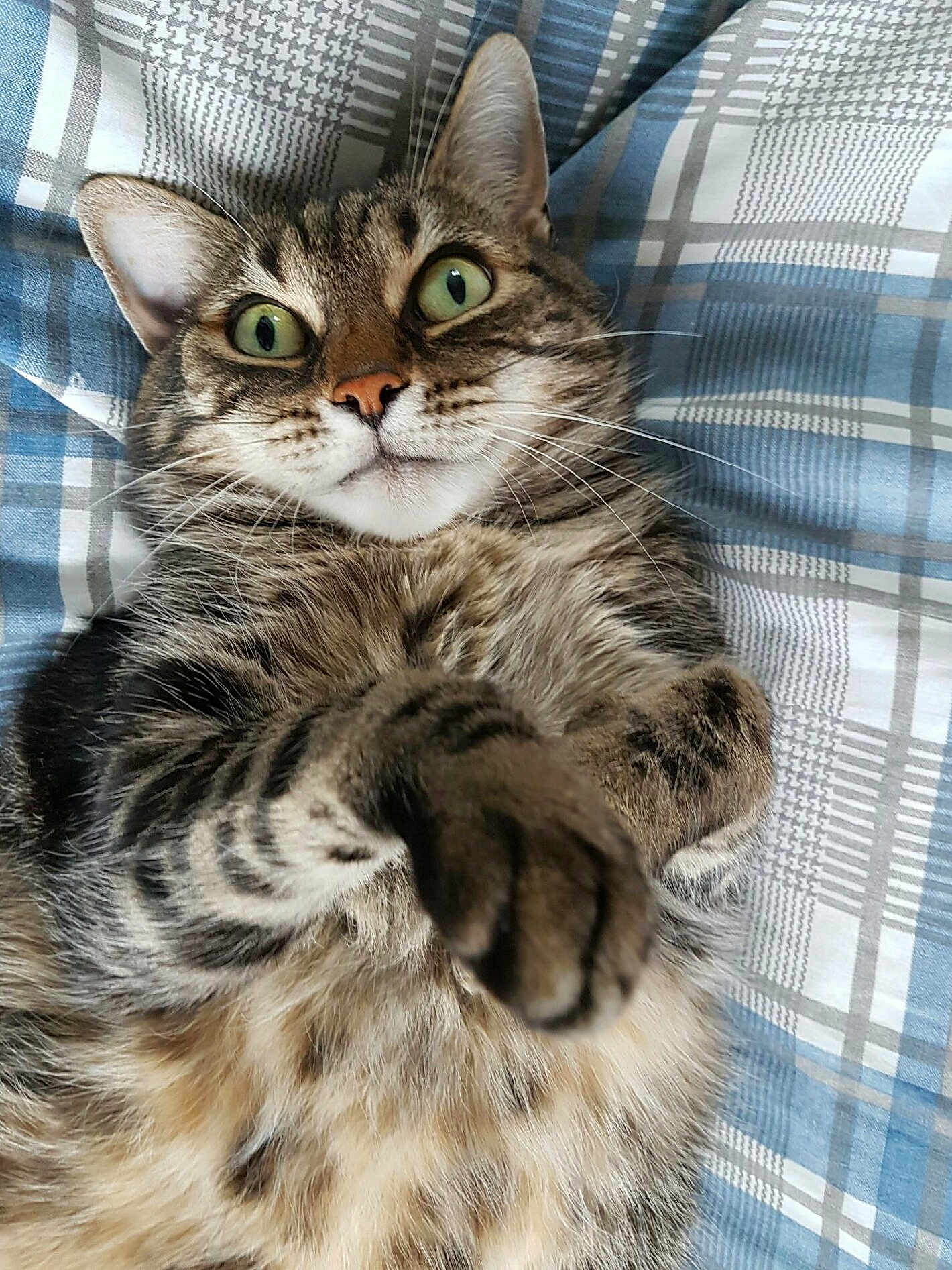 Sardine a rejoint le concours — aidez-le/la à gagner de superbes lots ! cat, tabby, pet, animal, feline, whiskers, ears, paws, fur, green_eyes, bed, blanket, striped, cute, domestic_animal, close_up, lying_down, indoor, relaxed, playful