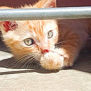 Garfield a rejoint le concours — aidez-le/la à gagner de superbes lots ! cat, kitten, ginger_cat, paw, whiskers, sunlight, shadow, concrete_floor, metal_bar, close_up, curious, animal, pet, young, cute, ears, eyes, feline, indoor, playful