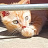 cat, kitten, ginger_cat, paw, whiskers, sunlight, shadow, concrete_floor, metal_bar, close_up, curious, animal, pet, young, cute, ears, eyes, feline, indoor, playful