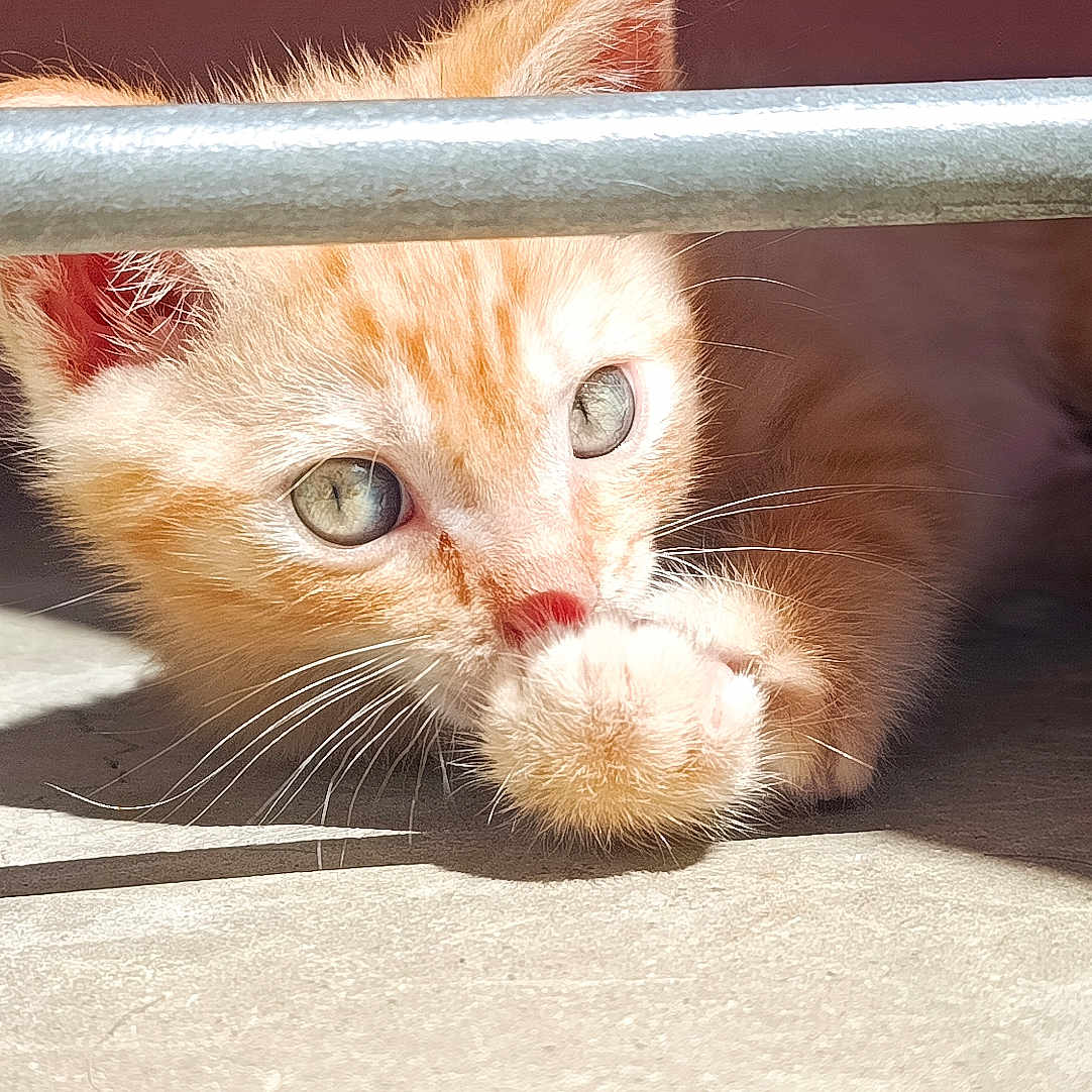 Garfield