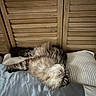 cat, sleeping, fluffy, fur, pet, animal, indoors, bedroom, pillow, bedding, cozy, relaxed, upside_down, resting, wooden_shutters, home, soft, cream_colored, gray, portrait