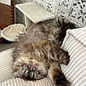 cat, fluffy_cat, long_hair, blue_eyes, lying_down, upside_down, pet, animal, whiskers, pink_nose, paws, fur, brown_fur, gray_fur, couch, sofa, cushion, indoor, home, cozy