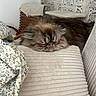 cat, sleeping, fluffy, long_hair, persian_cat, brown, gray, face, whiskers, closed_eyes, indoors, sofa, cushion, blanket, floral_fabric, home, furniture, relaxed, portrait, nap