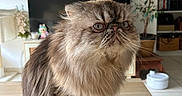 Noopy a rejoint le concours — aidez-le/la à gagner de superbes lots ! cat, long_hair, fluffy, persian_cat, grumpy, sitting, portrait, whiskers, eyes, fur, brown, gray, grooming, brush, table, living_room, television, houseplant, indoors, pet